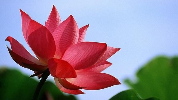 Vị thuốc từ cây sen