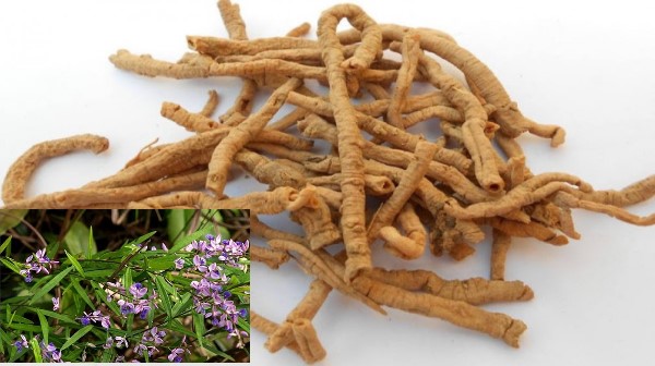 Vị thuốc viễn chí