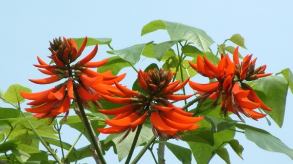 Vị thuốc vông nem