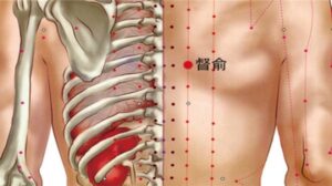 Vị trí huyệt Đốc du