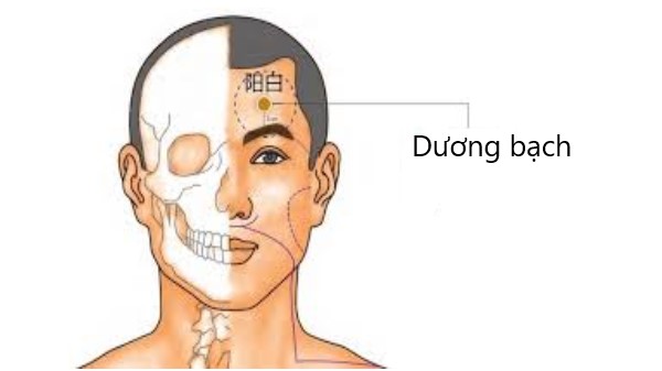 Vị trí huyệt Dương bạch
