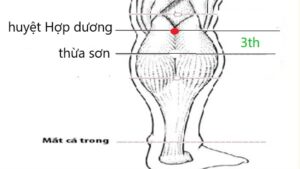 Vị trí huyệt Hợp dương