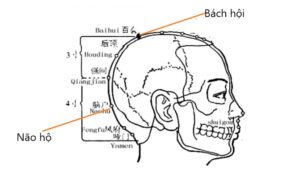 huyệt Não hộ