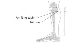 huyệt Tất quan