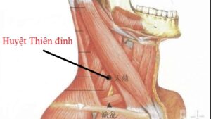 huyệt thiên đỉnh