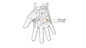 huyệt thiếu phủ