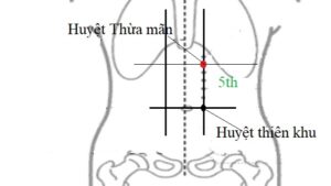 Vị trí huyệt huyệt Thừa mãn