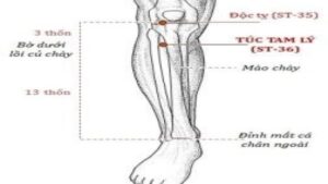 Huyệt túc Tam Lý