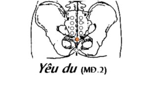 Vị trí huyệt Yêu du