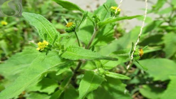 vị thuốc hy thiêm thảo