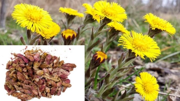 Vị thuốc Khoản đông hoa