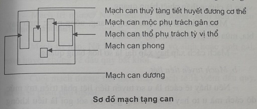 sơ đồ mạch can và đởm