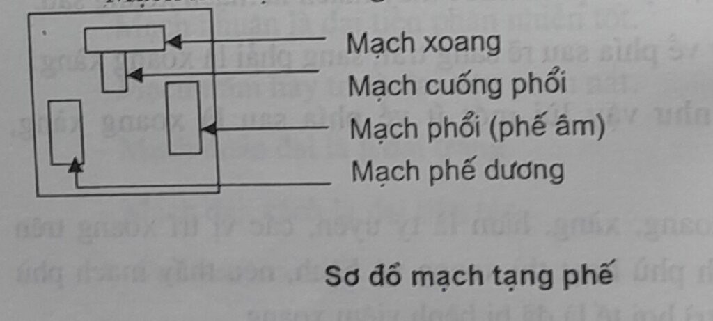 sơ đồ mạch phế và đại tràng