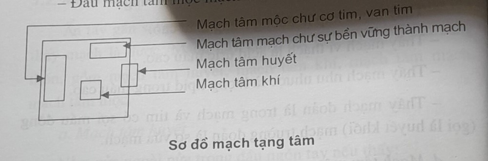 Chẩn đoán mạch học = sơ đồ mạch tâm