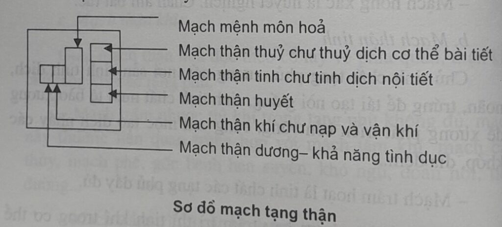 sơ đồ mạch thận và bàng quang