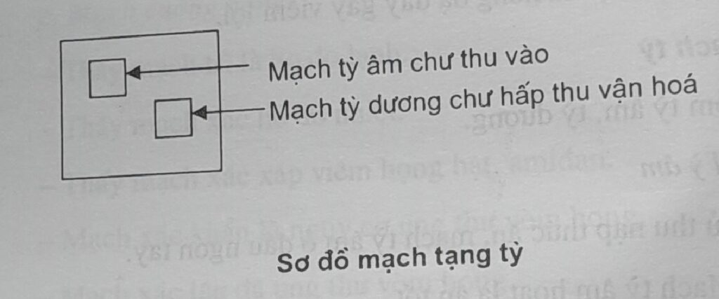 sơ đồ mạch tỳ vị và tam tiêu