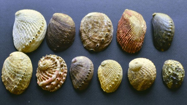 Vị thuốc Thạch quyết minh