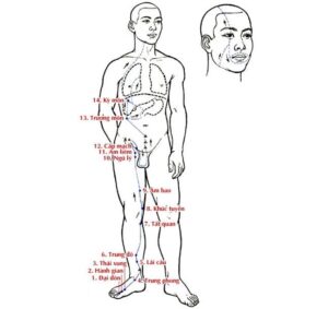 Kinh túc quyết âm can