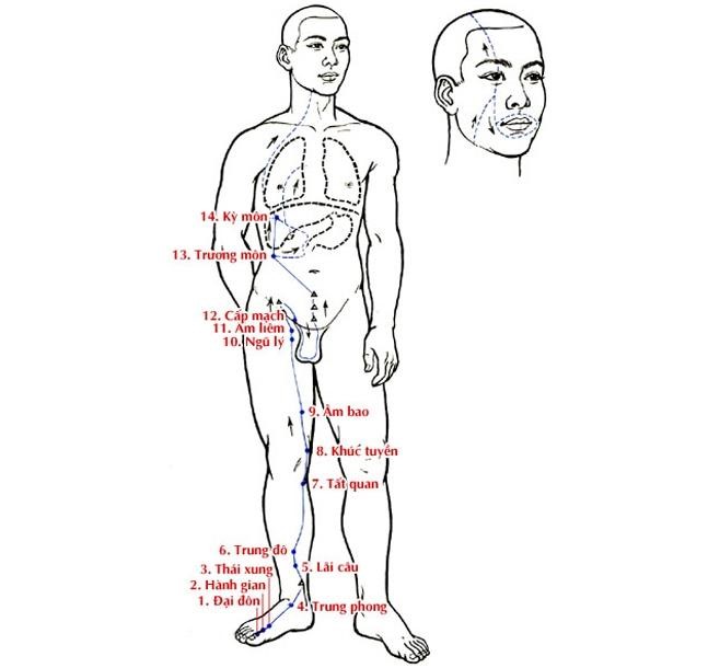 Kinh túc quyết âm can