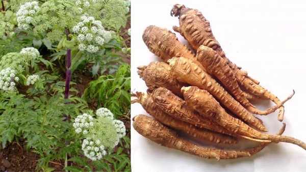 vị thuốc bạch chỉ