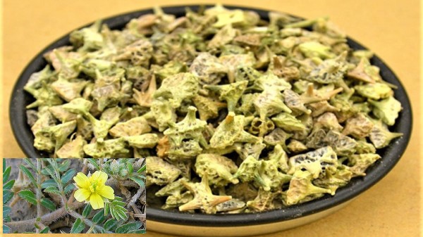 Vị thuốc bạch tật lê