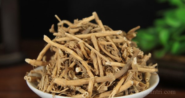 Vị thuốc Bạch tiền