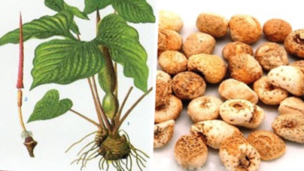 Vị thuốc Bán hạ