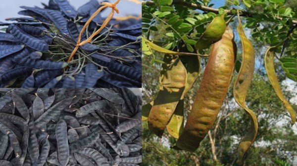 Vị thuốc Bồ kết