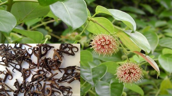 Vị thuốc câu đằng