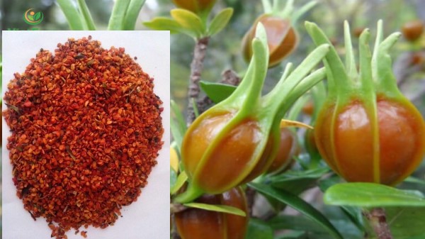 vị thuốc chi tử