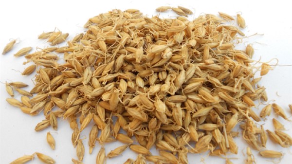 Vị thuốc cốc nha