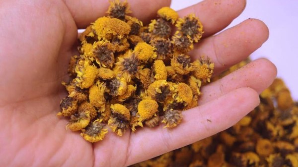 vị thuốc cúc hoa