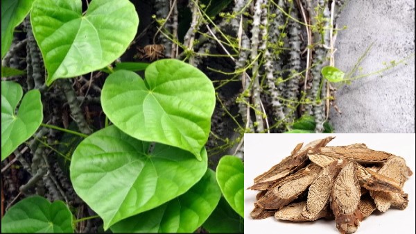 vị thuốc dây đau xương