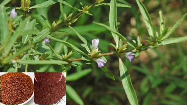 vị thuốc đình lịch