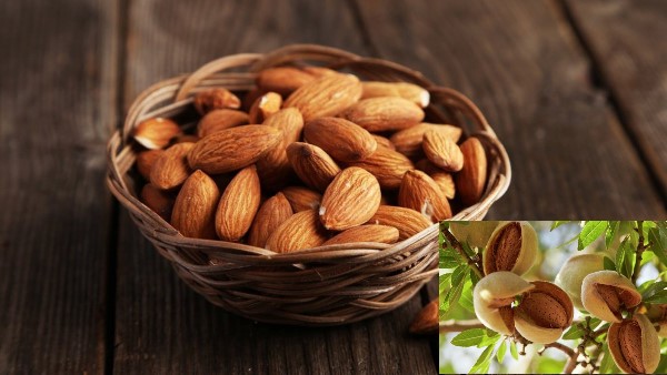 Vị thuốc Hạnh nhân