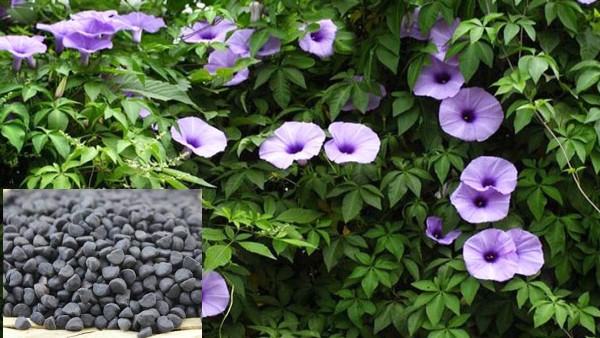 Vị thuốc khiên ngưu