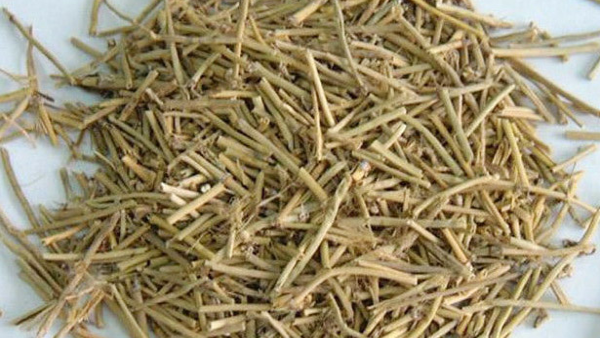 vị thuốc ma hoàng