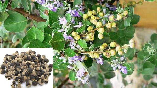 vị thuốc mạn kinh tử