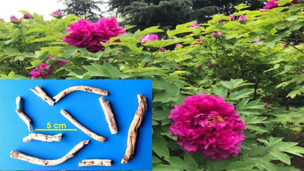 vị thuốc mẫu đơn bì