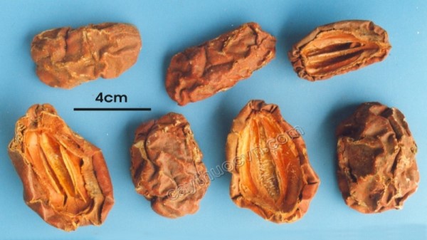 vị thuốc mộc qua