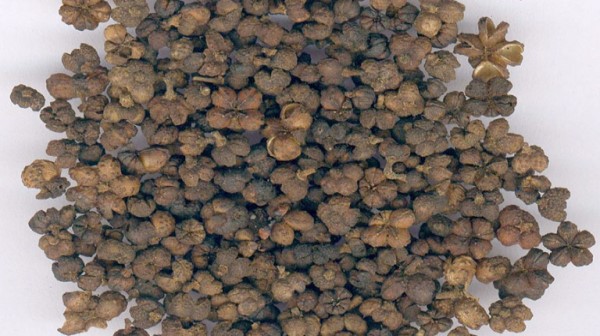 Vị thuốc Ngô thù du