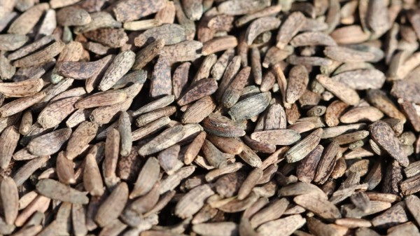 vị thuốc ngưu bàng tử