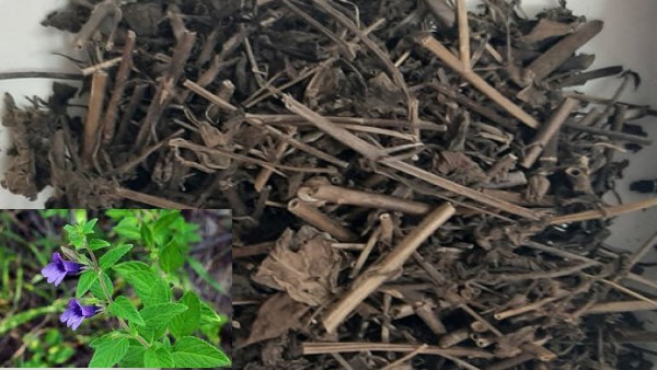 vị thuốc nhân trần