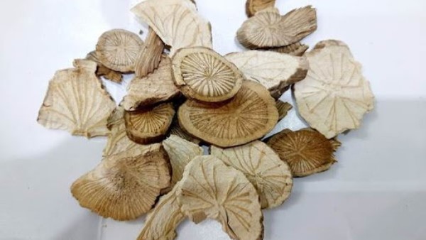 vị thuốc phòng kỷ