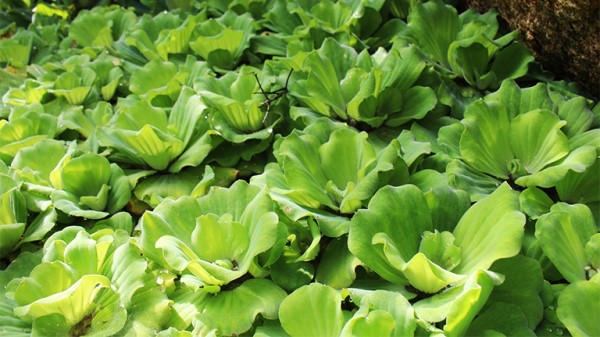 vị thuốc phù bình