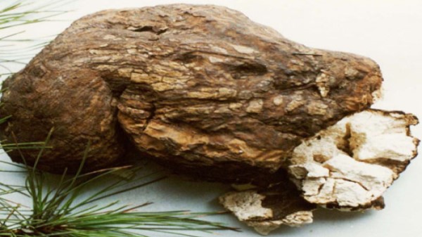 Vị thuốc phục linh