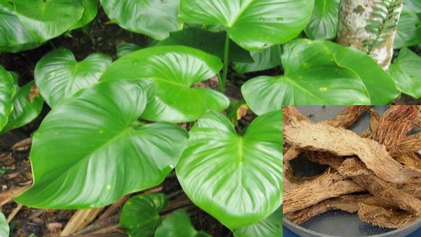 vị thuốc thiên niên kiện