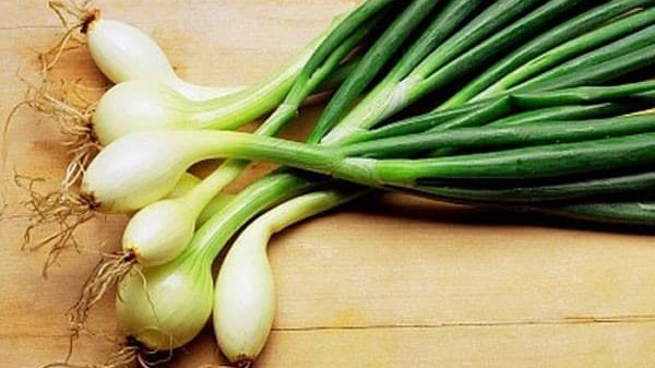 vị thuốc thông bạch