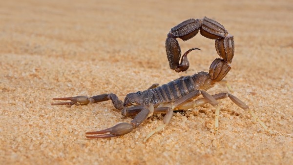 Vị thuốc toàn yết