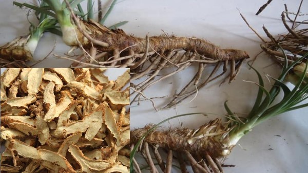 vị thuốc tri mẫu